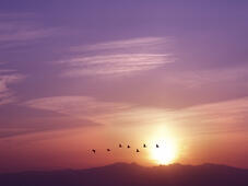 The evening sky with the sun setting and birds flying over the horizon.